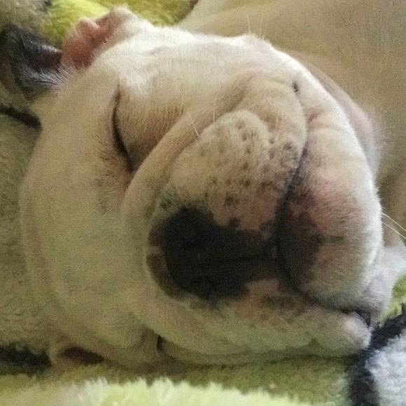 Meet your Posher, Pearl - Picture 1 of 1